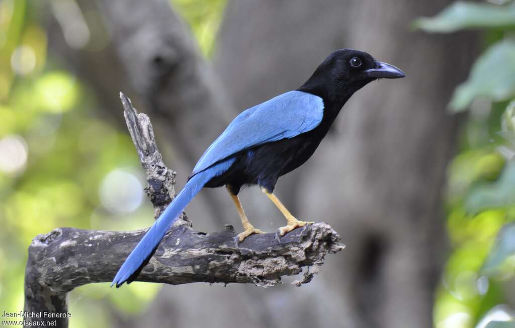 Geai Du Yucatan Cyanocorax Yucatanicus