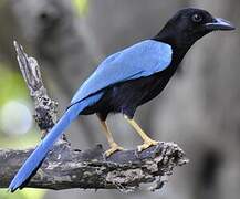 Yucatan Jay