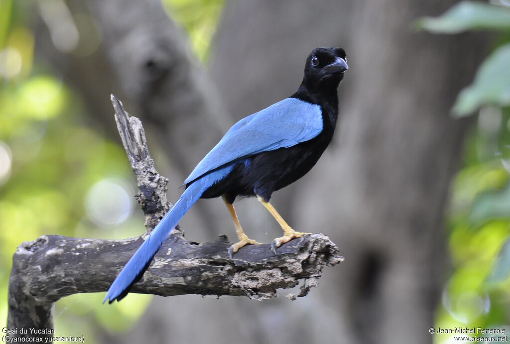 Yucatan Jay