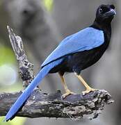 Yucatan Jay