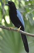 Yucatan Jay