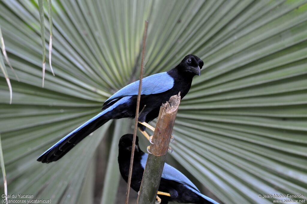 Yucatan Jay