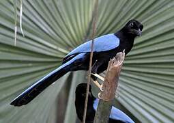 Yucatan Jay