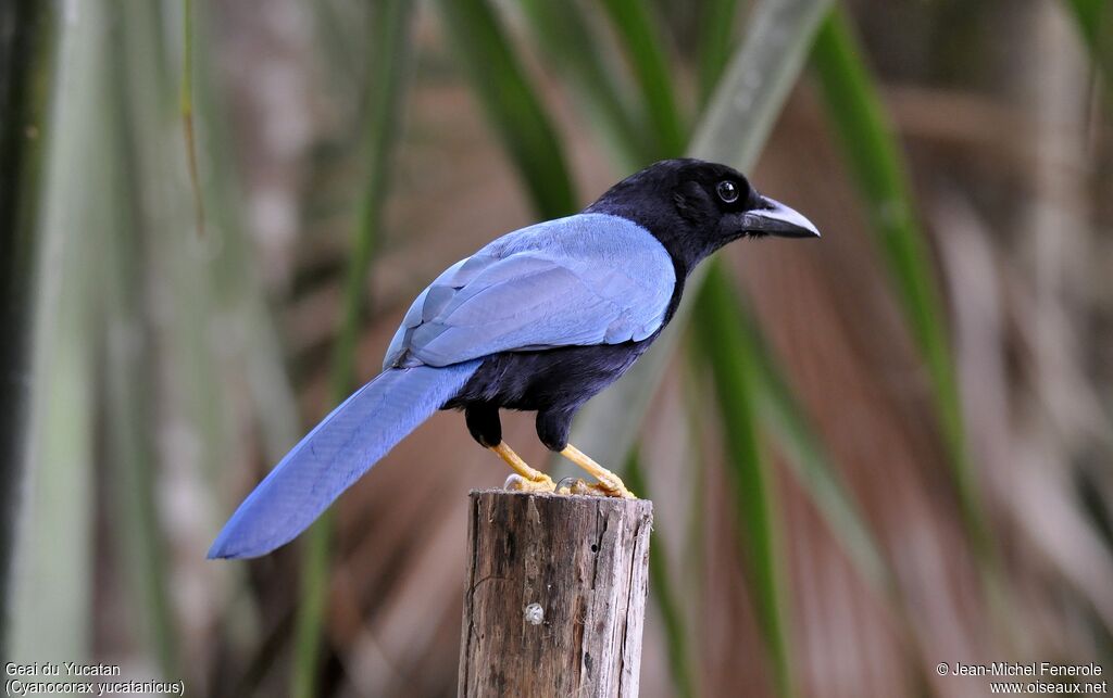 Yucatan Jay