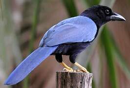 Yucatan Jay