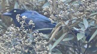 Bushy-crested Jay