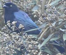 Bushy-crested Jay