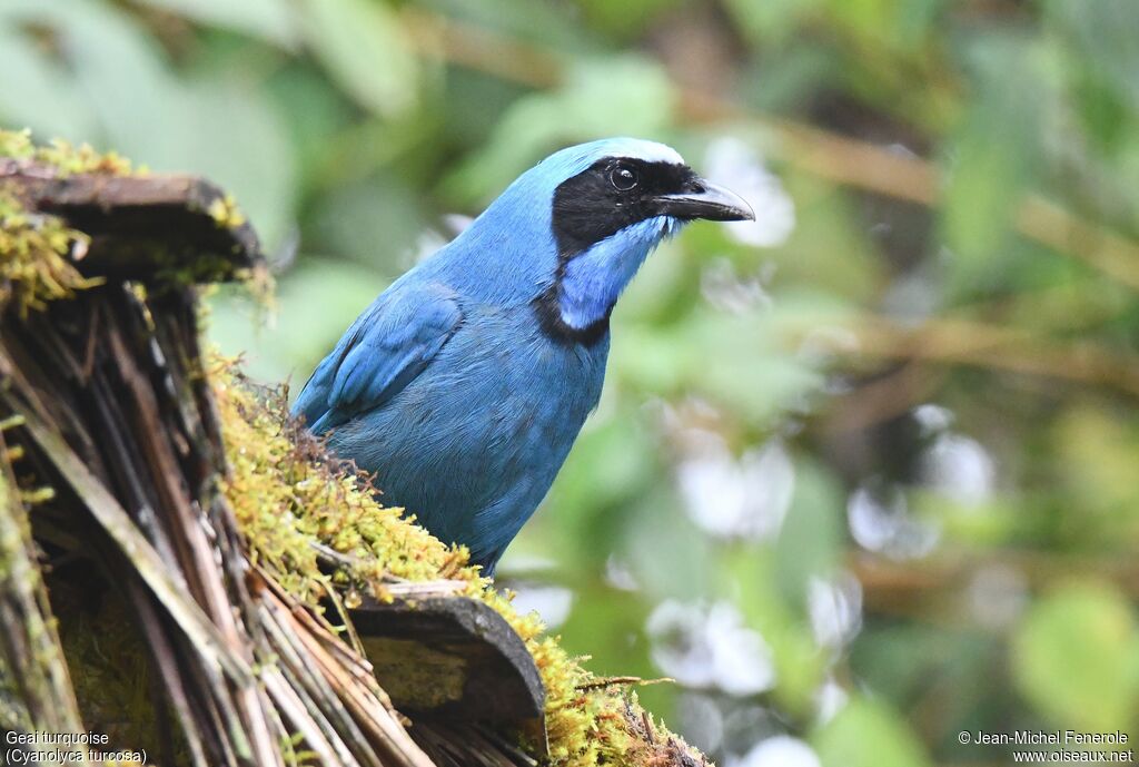 Turquoise Jay