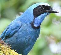 Turquoise Jay