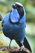 Turquoise Jay