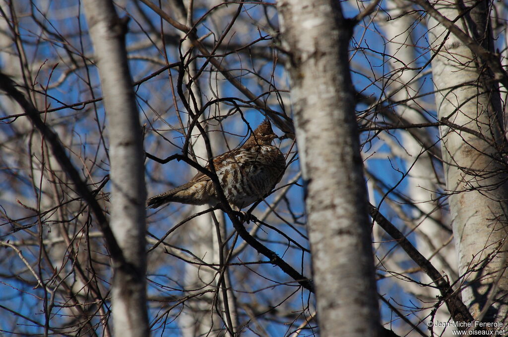 Ruffed Grouse