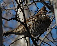 Ruffed Grouse