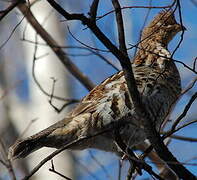 Ruffed Grouse