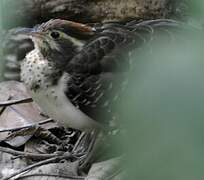 Pheasant Cuckoo