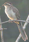 Striped Cuckoo