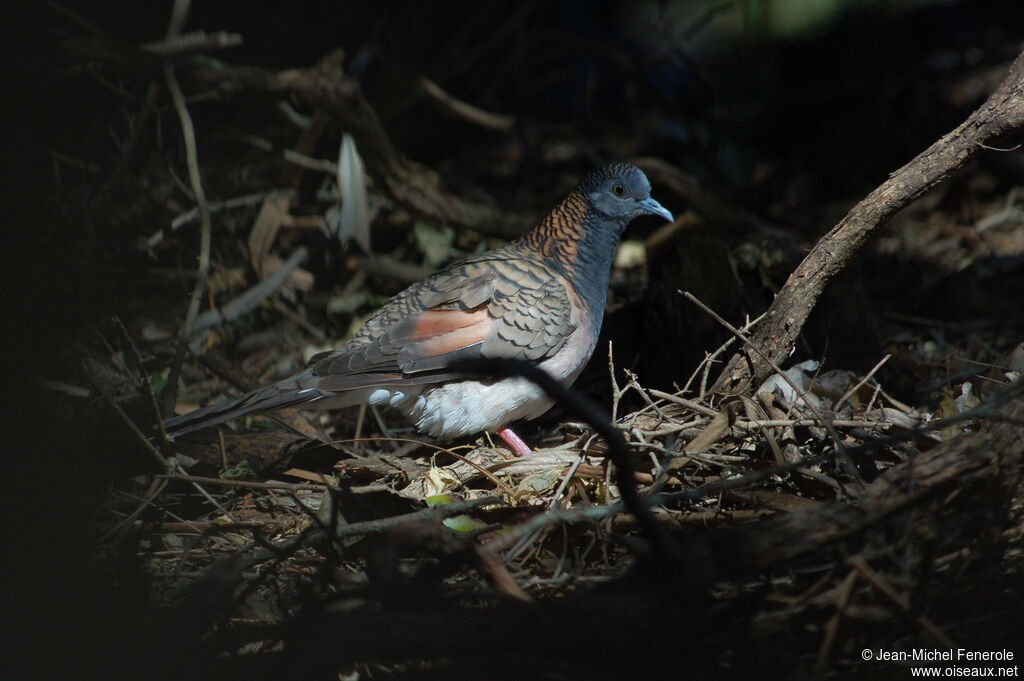 Bar-shouldered Dove