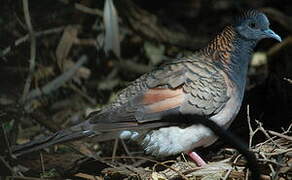 Bar-shouldered Dove