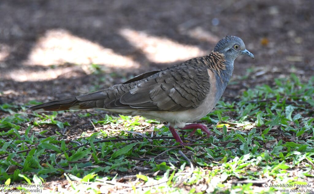 Bar-shouldered Dove