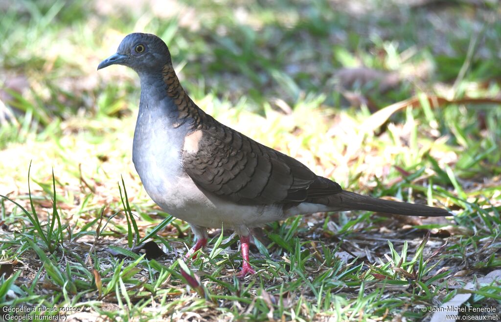 Bar-shouldered Dove