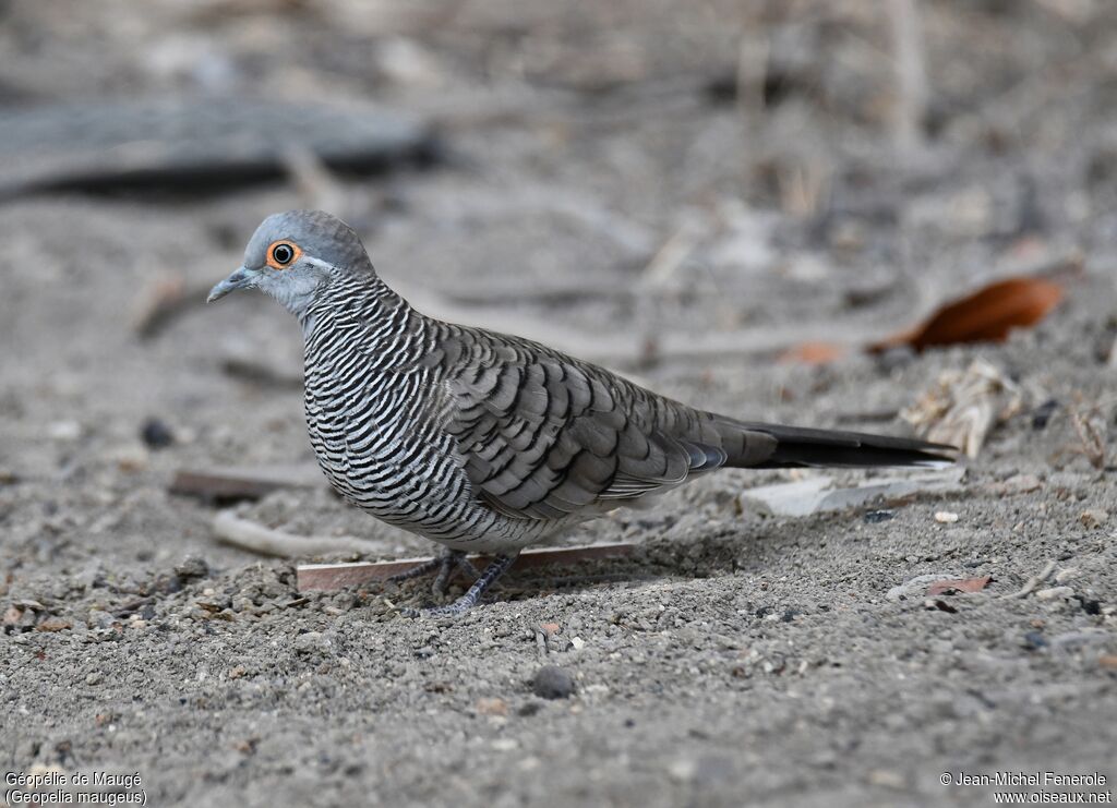 Barred Dove