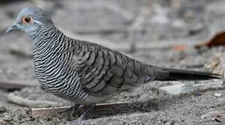 Barred Dove