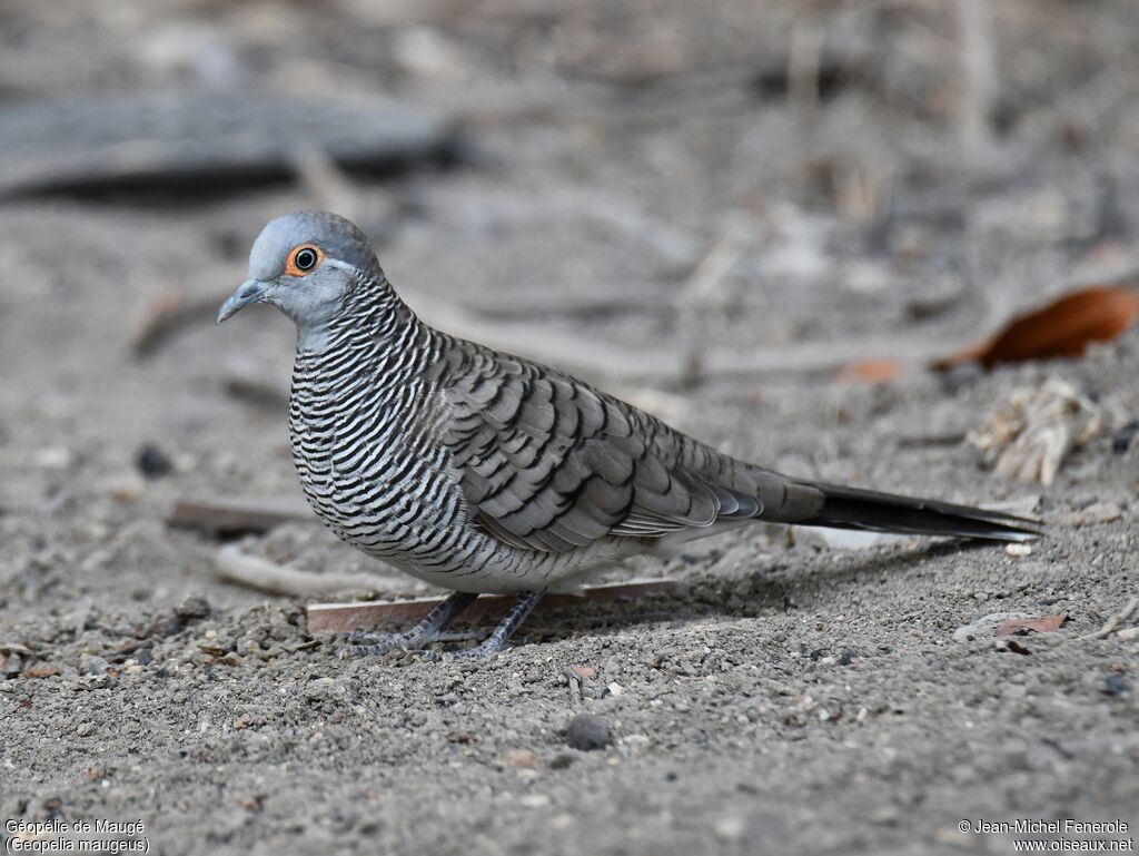 Barred Dove