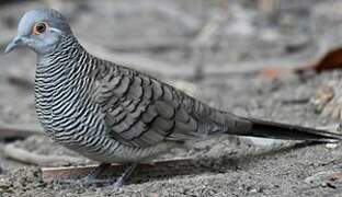 Barred Dove