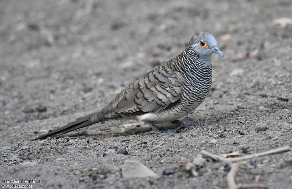 Barred Doveadult, identification