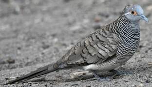 Barred Dove