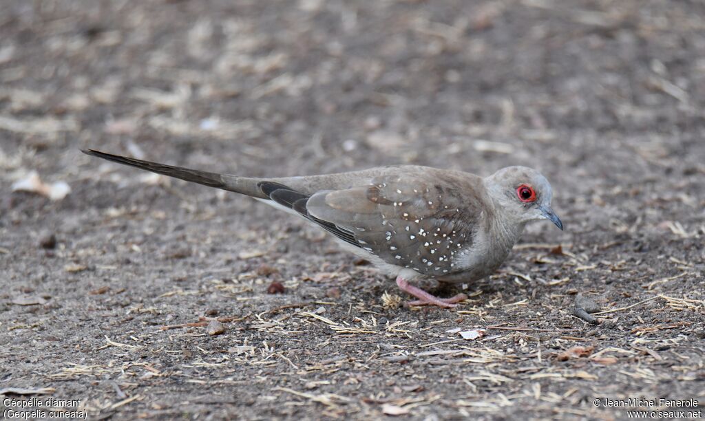 Diamond Dove