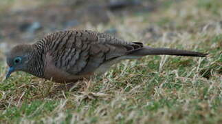 Peaceful Dove