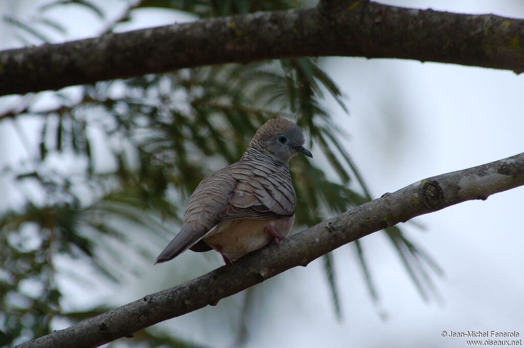 Peaceful Dove