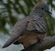 Peaceful Dove