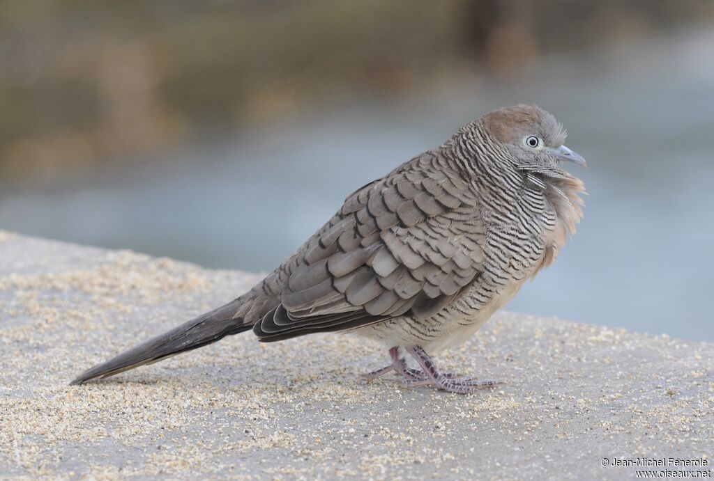 Zebra Dove