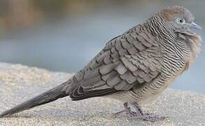 Zebra Dove