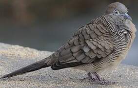 Zebra Dove