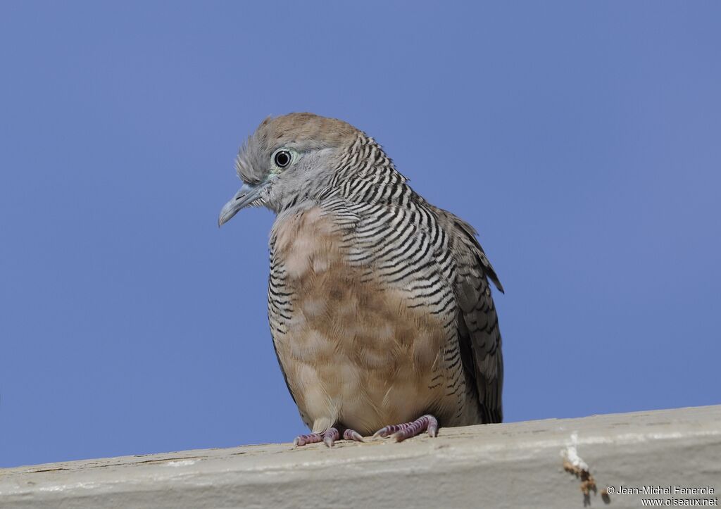 Zebra Dove