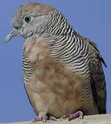 Zebra Dove