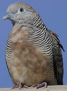 Zebra Dove