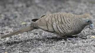 Zebra Dove