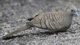 Zebra Dove