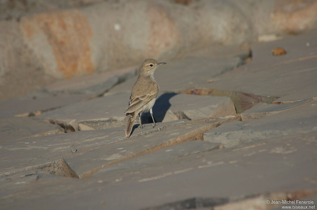 Coastal Mineradult