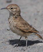 Common Miner