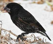 Espanola Cactus Finch