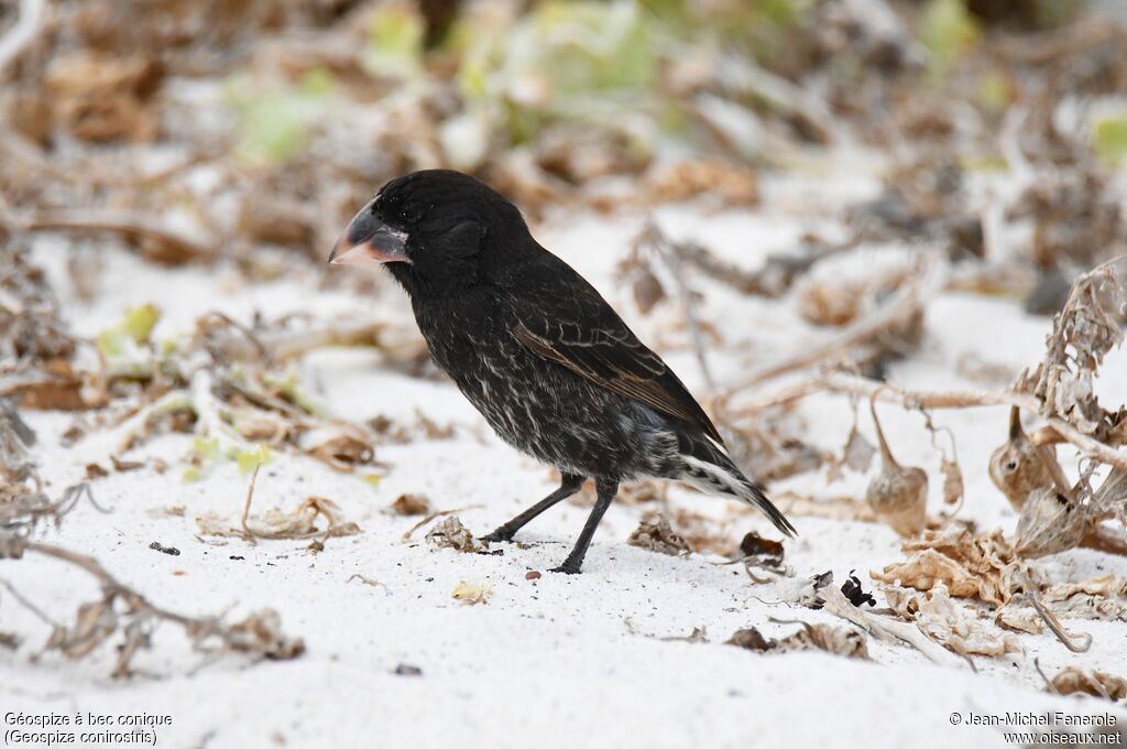 Espanola Cactus Finch