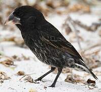 Espanola Cactus Finch