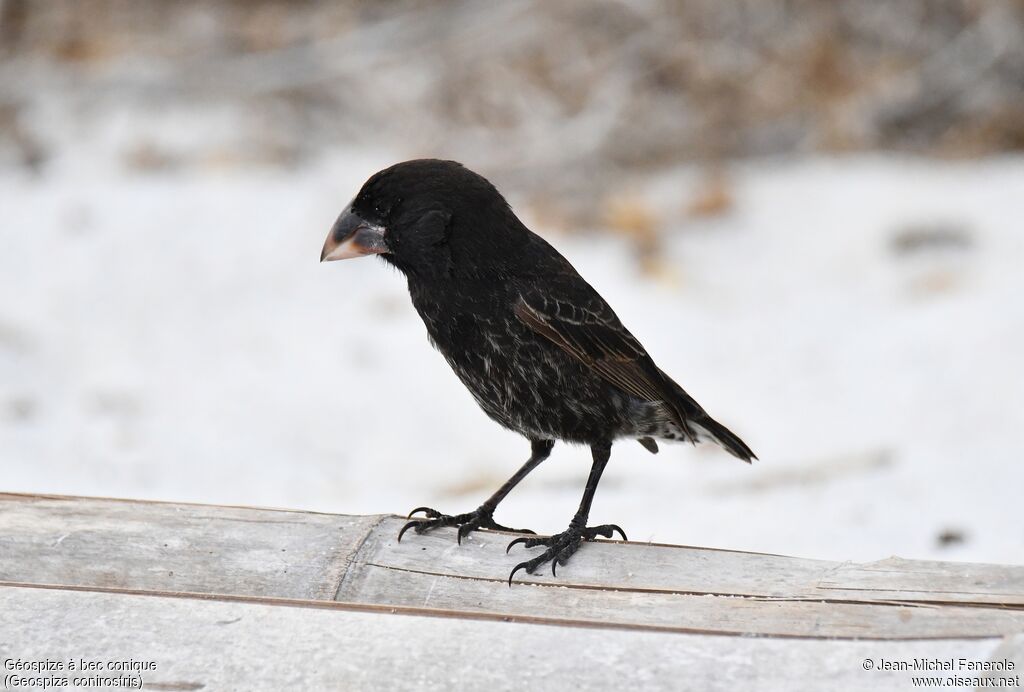 Espanola Cactus Finch