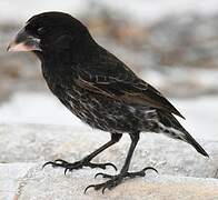 Espanola Cactus Finch