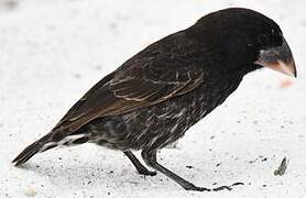 Espanola Cactus Finch