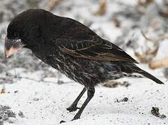 Espanola Cactus Finch